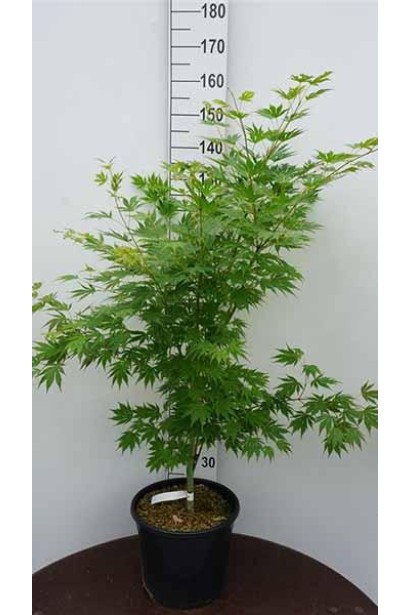 Саджанець клена ложнозибольдів Арктік Джейд